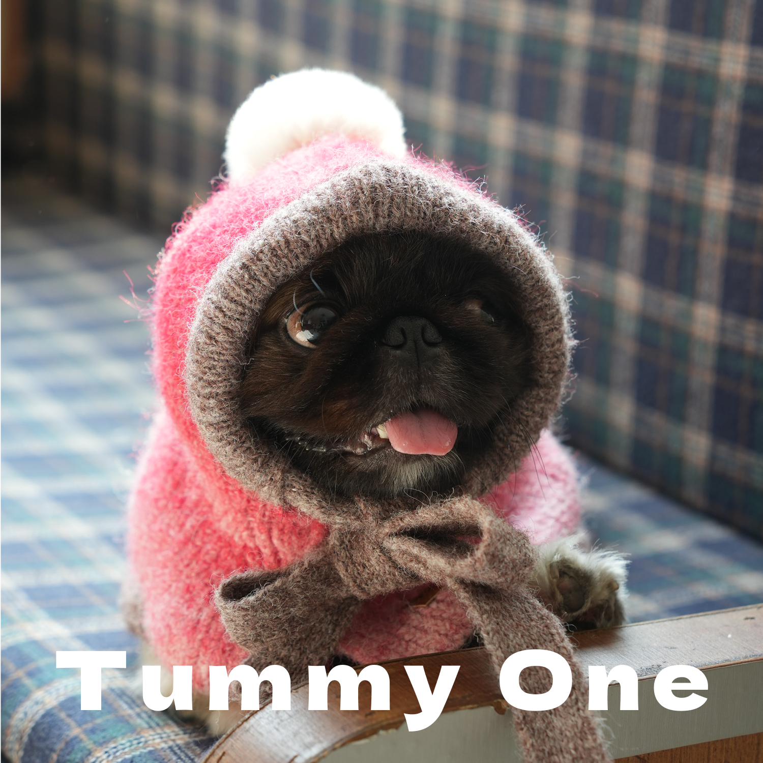 Pet Sweater Set
