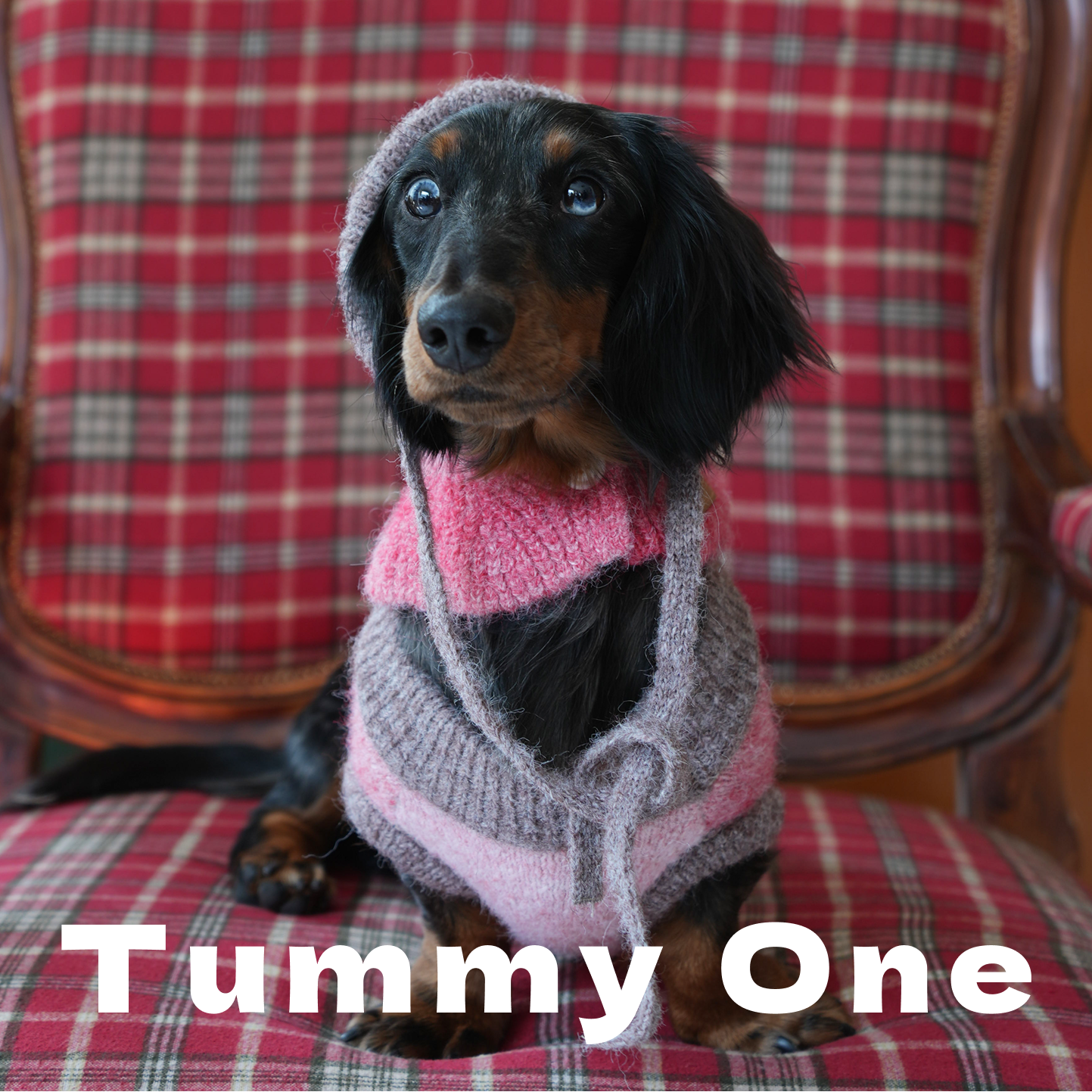 Pet Sweater Set