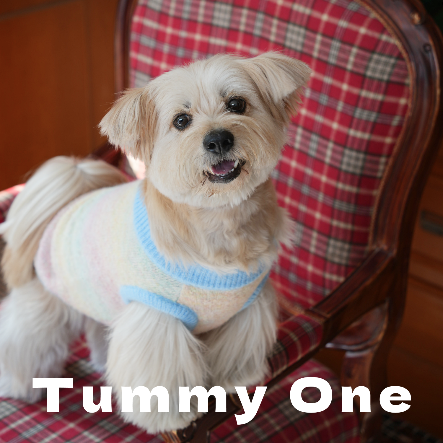 Pet Sweater Set